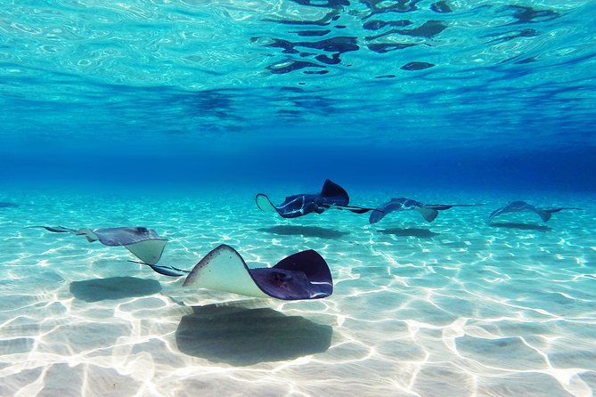 Small Group Snorkeling, Sharks & Stingrays Encounter by boat - Key things that make this tour worth your time