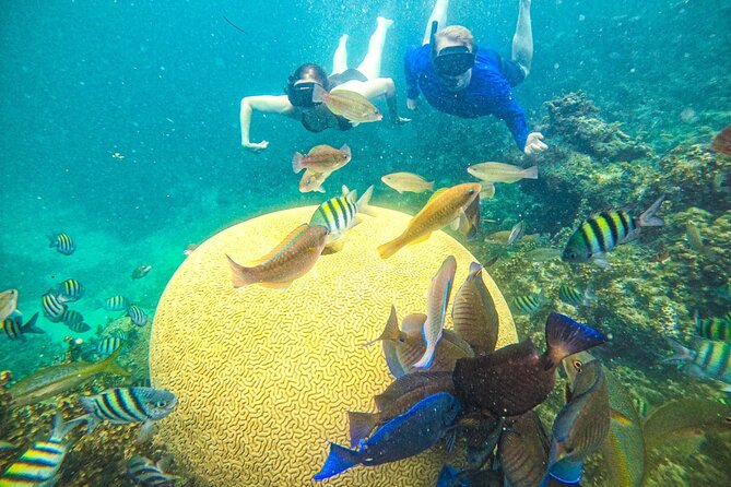Snorkel Lovers for All Ages & Premium Seafood Lunch in Punta Cana - Key Things That Make This Tour a Smart Pick