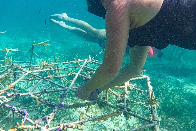 Snorkel Lovers for All Ages & Premium Seafood Lunch in Punta Cana - Stop 1 at the Natural Pool: Shallow-Water Snorkeling That Builds Confidence