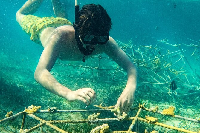 Snorkel Lovers for All Ages & Premium Seafood Lunch in Punta Cana - Who This Tour Suits Best in Punta Cana