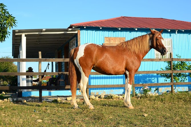Sunset Horseback Riding Tour in Punta Cana (Private Option) - Price and value: what you’re really paying for at $65.95