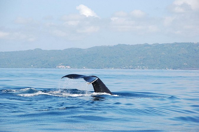 Whale Watching & Limón Waterfall Day Trip - Timing, weather, and the reality of a 13-hour day